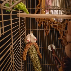 Determining the Gender of White Zebra Finches - two white finches in a cage