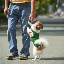 dog jumping up on man's leg