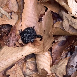 Identifying Insect Eggs - clump of tiny black eggs