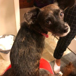 Is My Dog a Chiweenie? - black and brown maybe terrier mix