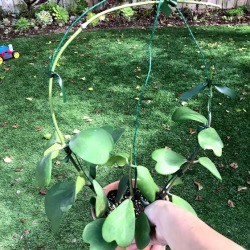 Make Your Own Houseplant Trellis - tied up plant