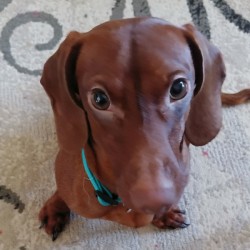 Sammy (Mini Dachshund) - closeup of red mini Dachshund