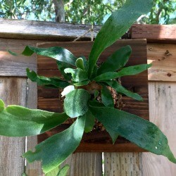 DIY Staghorn Fern Mount - mounted fern hanging on a wood fence