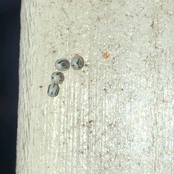 Identifying Insect Eggs