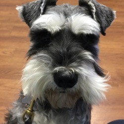 ZigZag (Miniature Schnauzer) - closeup of ZigZag's face