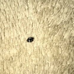 Identifying Black Bugs in My Bed - unclear photo of a black bug