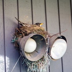 Robin's Nest