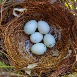 A nest with 5 finch eggs. 