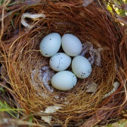 A nest with 5 finch eggs. 