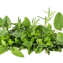 Several different green herbs on a white background.