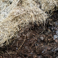 Straw on top of a compost pile.