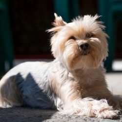 A Yorkshire terrier lying on carpet in the sun.