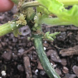Identifying Insect Eggs - eggs on a pumpkin plant
