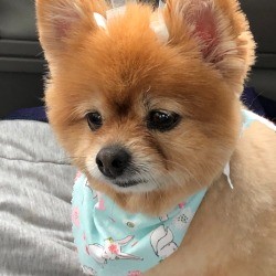 Honeybun (Pomeranian) - closeup of dog with scarf around her neck