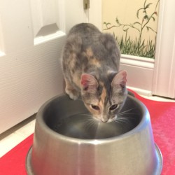 Using Stainless Steel Pet Bowls