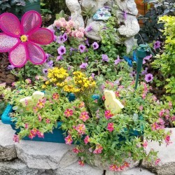 A garden bed with a waterfall of flowers.