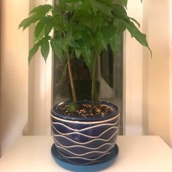 Use a Plastic Plate Instead of Flower Pot Saucers - potted plant sitting on a blue plastic plate