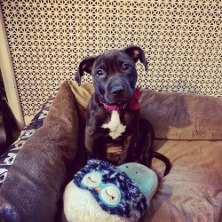 Is My Puppy a Full Blooded Pit Bull? - black puppy with white on chest