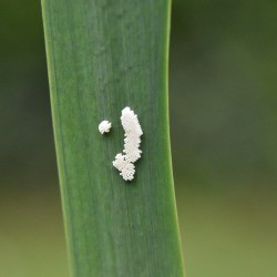 Identifying Insect Eggs on a Yellow Iris - elongated cluster of white insect eggs