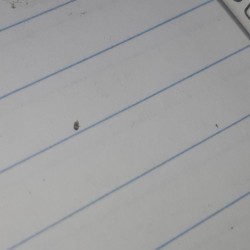 Identifying Tiny Bugs - tiny dark bug on a piece of lined paper