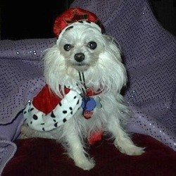 Pudgy (Yorkie/Pomeranian) - dog wearing a hat and cape