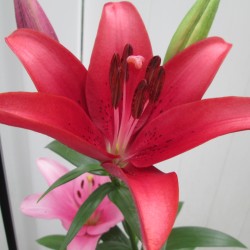 I Love Lilies - closeup of a light pink lily in the background and a much darker reddish pink in the foreground