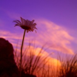 Daisy at Dusk - roadside daisy at dusk