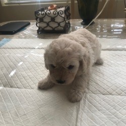 Caring for an Orphan 4 Week Old Puppy - fuzzy white puppy