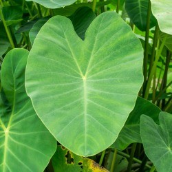 Green elephant ears leaves.