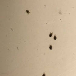 Identifying Tiny Black Bugs - tiny black bugs