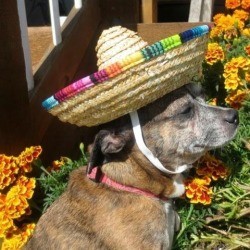 Bindi (Chihuahua) - dog wearing a mini sombrero with marigolds in the background