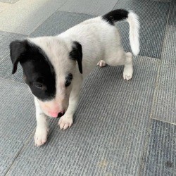 What Breed Is My Dog? - black and white puppy
