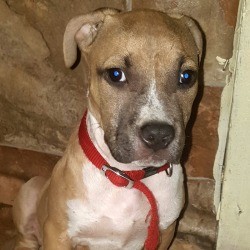 What Breed Is My Pit Bull Puppy? - closeup of a tan and white puppy