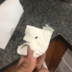 Identifying This Bug in My Kitchen - small black bug on a paper towel 