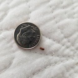 Identifying Small Brown Bugs - bug next to a dime