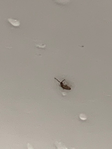 Identifying Small Bugs in the Bathroom? | ThriftyFun